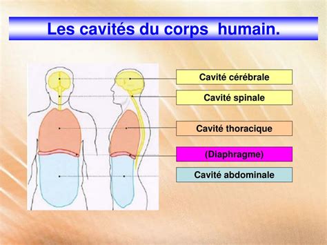 cavité dans le corps crostic|Les cavités corporelles .